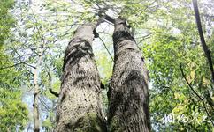 万州三峡古枫香园旅游攻略之夫妻树