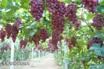 忻州市定襄鳳凰山景區-葡萄園照片