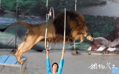 北京野生动物园旅游攻略之动物表演