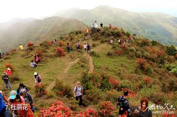 新兴广东天露山旅游度假区-杜鹃花照片