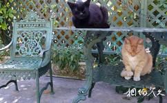 海明威故居旅游攻略之海明威的猫