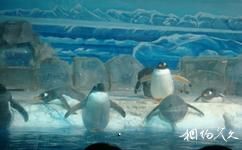 哈尔滨极地馆旅游攻略之南极企鹅岛