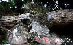 遂寧中華侏羅紀公園旅遊攻略之天下第一木