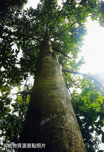 廣西木論國家級自然保護區-植物資源照片