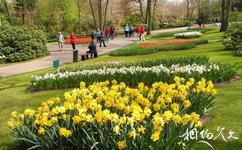 荷蘭庫肯霍夫公園旅遊攻略之水仙花