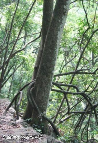 廣西龍灘大峽谷國家森林公園-原始密林照片