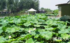 上海松江番茄農莊旅遊攻略之度假村