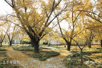 泰兴国家古银杏公园-千年银杏照片