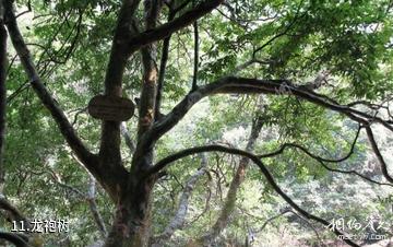 上思十万大山国家森林公园-龙袍树照片