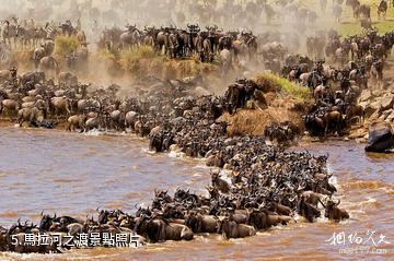 肯亞馬賽馬拉國家保護區-馬拉河之渡照片
