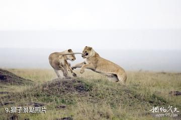 肯亞馬賽馬拉國家保護區-獅子照片