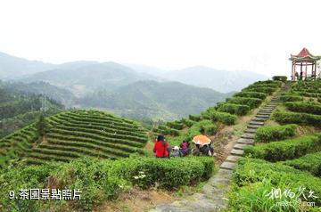 遂川湯湖溫泉度假村-茶園照片