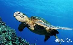 墨西哥加利福尼亚湾旅游攻略之海龟