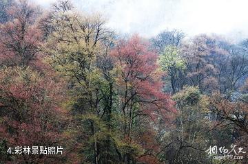 雅安東拉山大峽谷風景區-彩林照片