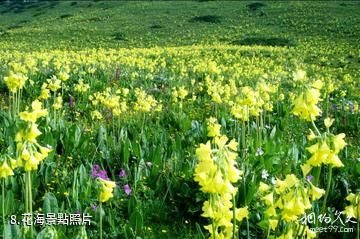 德陽九頂山風景區-花海照片