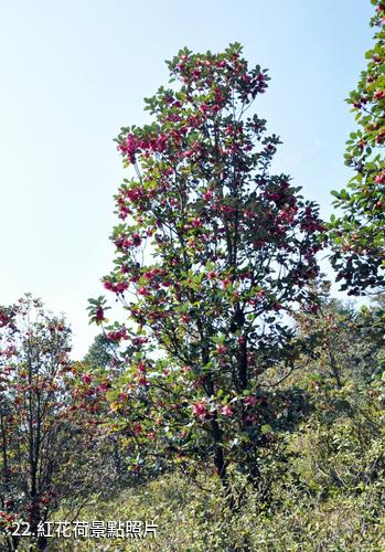 廣州從化石門國家森林公園-紅花荷照片