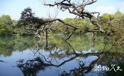 麗江黑龍潭公園旅遊攻略之水中枯木