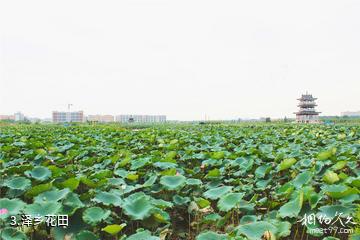 东莞华阳湖湿地公园-泽乡花田照片