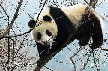 陝西桑園國家級自然保護區-動物資源照片