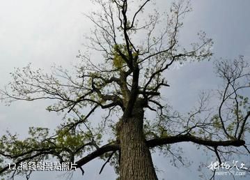 岣嶁峰國家森林公園-搖錢樹照片