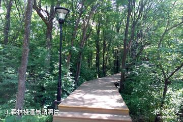 哈爾濱金龍山國際旅遊度假區-森林棧道照片