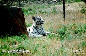 新疆天山野生動物園-保護動物照片