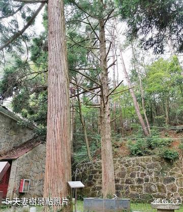 廬山觀音橋景區-夫妻樹照片