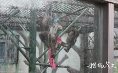 南京红山森林动物园旅游攻略之黑猩猩