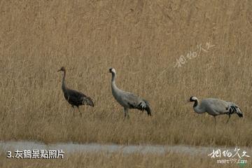 上海崇明東灘鳥類國家級自然保護區-灰鶴照片