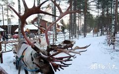 芬蘭聖誕老人村旅遊攻略之馴鹿雪橇園