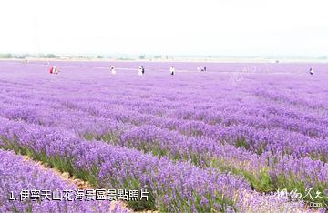 伊寧天山花海景區照片