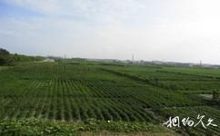 黑龍江省農業科學院園藝分院旅遊攻略之蔬菜試驗區