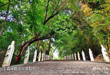 漢陰龍崗生態旅遊區-森林觀光區照片