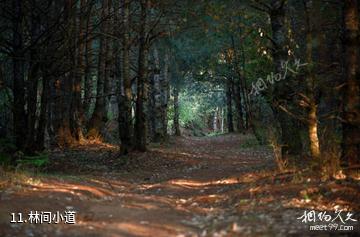 云南哀牢山国家级自然保护区-林间小道照片