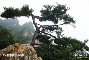 藍田王順山國家森林公園-松樹照片