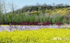 北京田村油菜花地旅遊攻略之繽紛花海