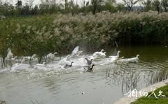 天津海河故道公園遊樂園旅遊攻略之水鳥濕地區