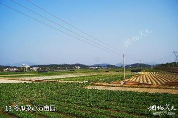 广州增城小楼人家景区-冬瓜菜心万亩园照片