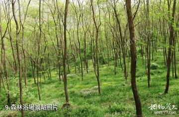 河南靈寶燕子山風景區-森林浴場照片