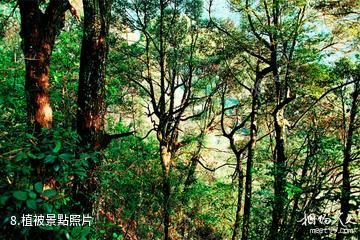 三明君子峰國家級自然保護區-植被照片