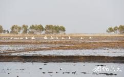 黑龙江洪河国家级自然保护区旅游攻略之大天鹅