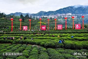 成都蒲江成佳茶鄉旅遊景區-茶園照片