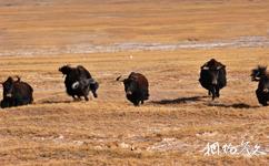 青海可可西里国家级自然保护区旅游攻略之野牦牛
