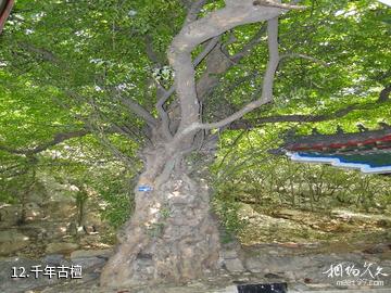 枣庄冠世榴园旅游区-千年古檀照片