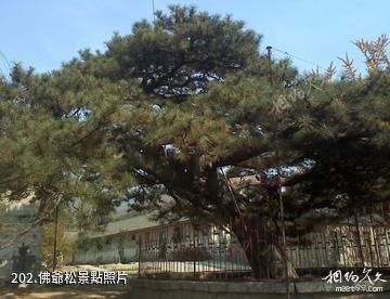 泰安徂徠山國家森林公園-佛爺松照片