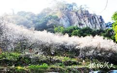 广州从化石门国家森林公园旅游攻略之石门香雪