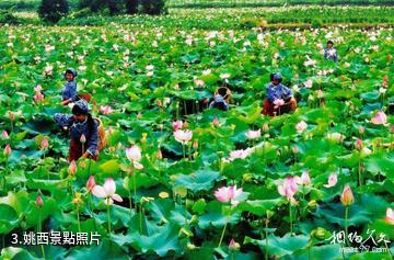 廣昌中國蓮花景區-姚西照片