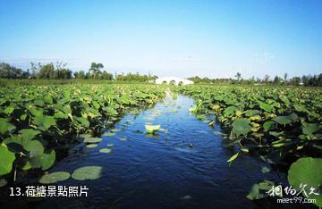大慶黑魚湖生態景區-荷塘照片