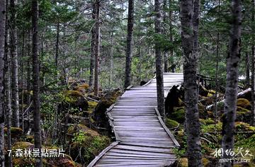 黑龍江紅星濕地國家級自然保護區-森林照片