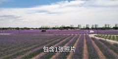 金昌紫金花城驴友相册